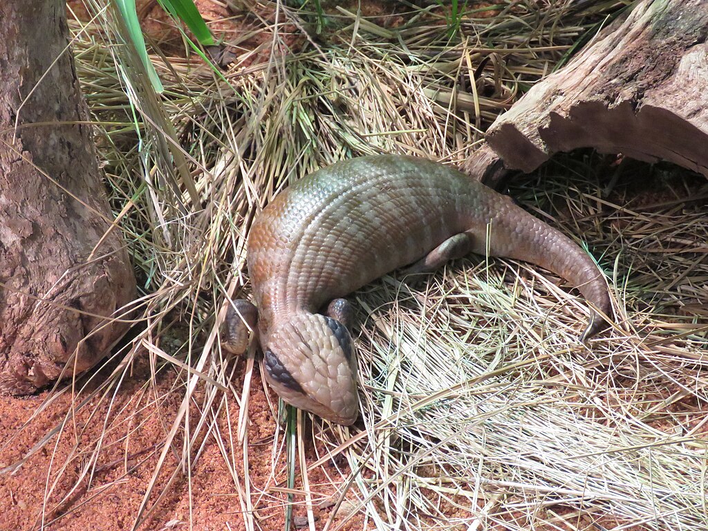 Centralian_blue-tongued_skink_(Tiliqua_multifasciata)_at_Perth_Zoo,_June_2023_03