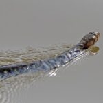 Checkered_keelback_
