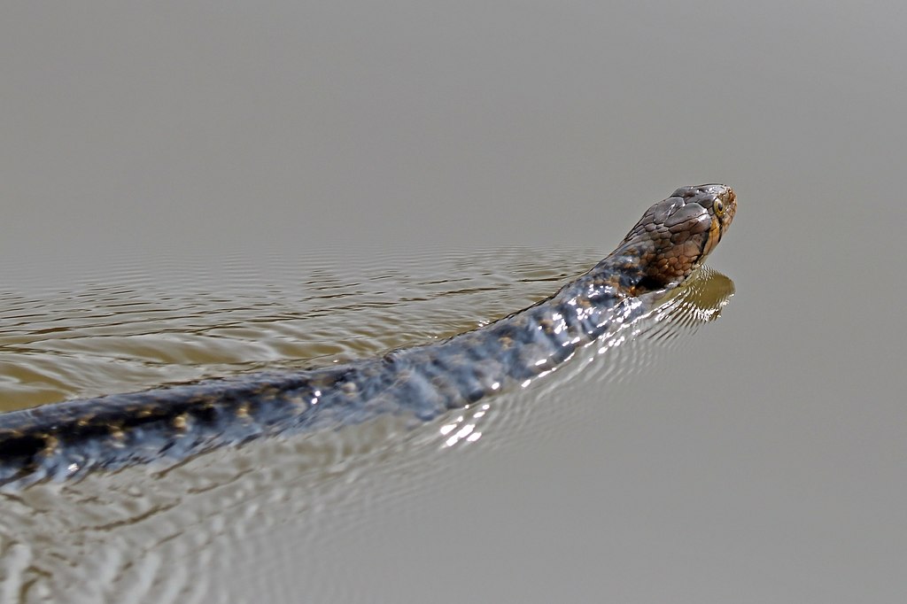 Checkered_keelback_