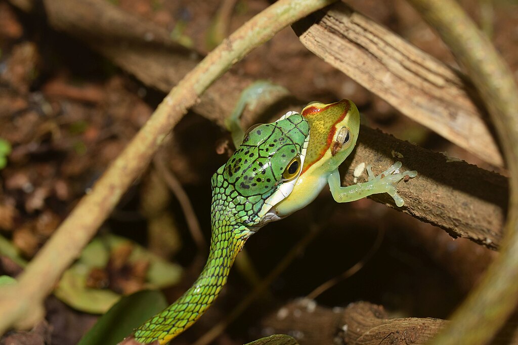 1024px-Chocoan_parrot_snake_(Leptophis_ahaetulla_ssp._bocourti)_eating_juvenile_palmar_tree_frog_(Boana_pellucens)