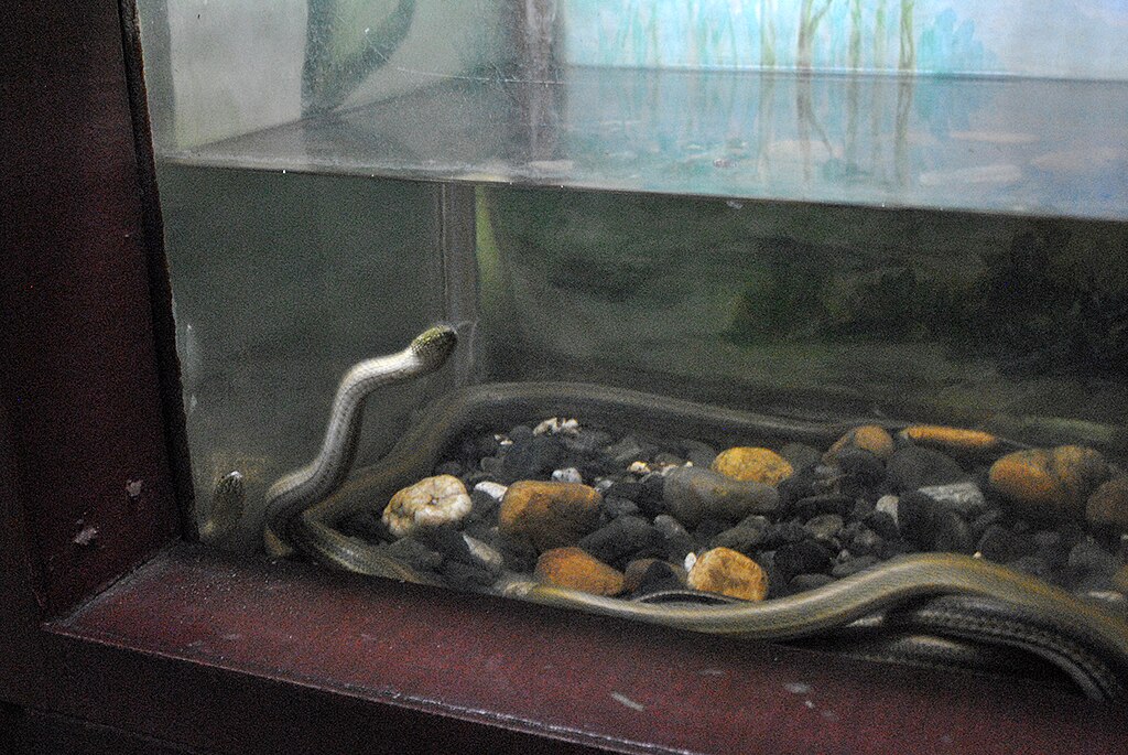 Erpeton_tentaculatum_in_Pata_Zoo_2