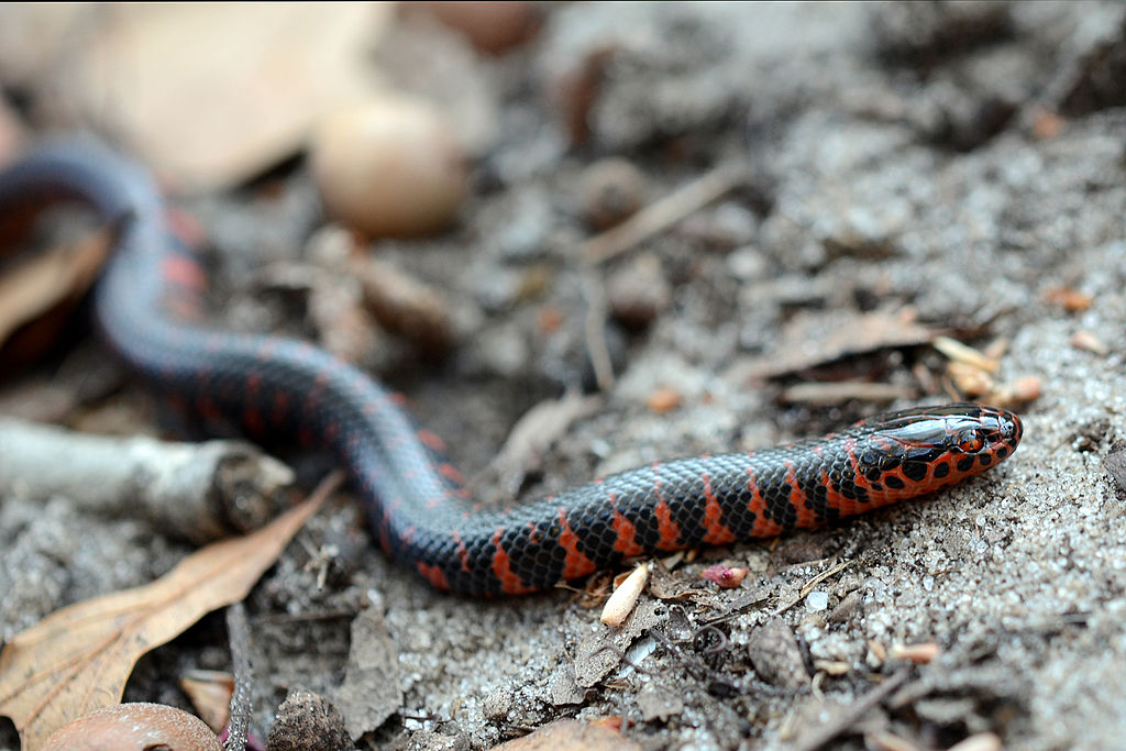 Farancia_abacura_abacura_juvenile_2