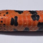 Farancia_abacura_head_underside