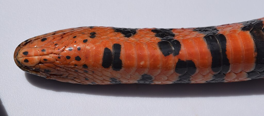 Farancia_abacura_head_underside