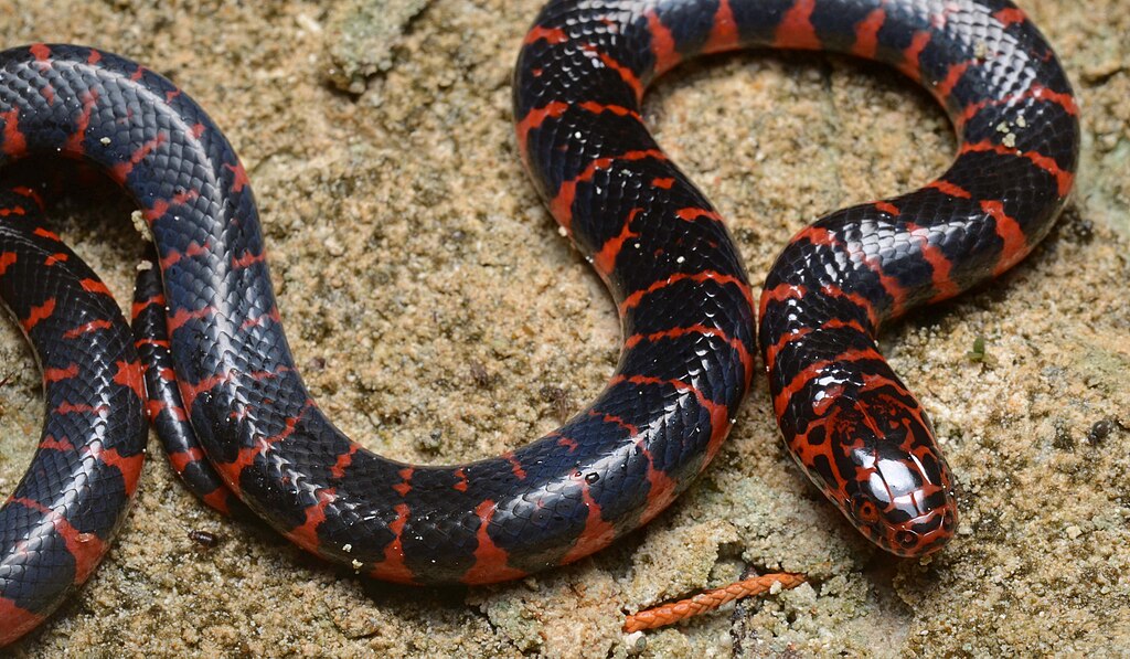 Flickr_-_ggallice_-_Eastern_mud_snake