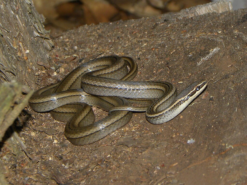 Gaige's_Pine_Forest_Snake_(Rhadinaea_gaigeae)