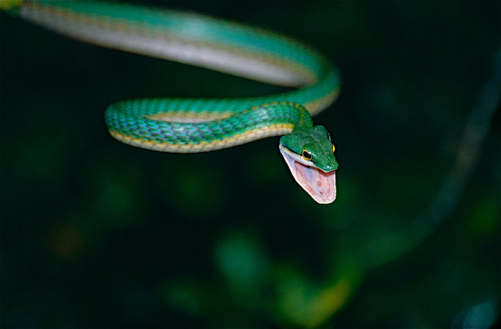 Giant_Parrotsnake_(Leptophis_ahaetulla)_(10347644626)