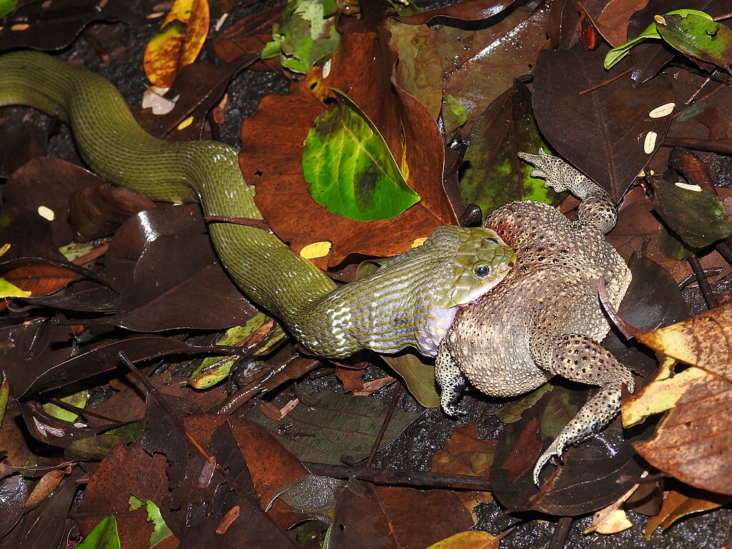 Green_Keelback_Rhabdophis_plumbicolor_Snake_by_Dr