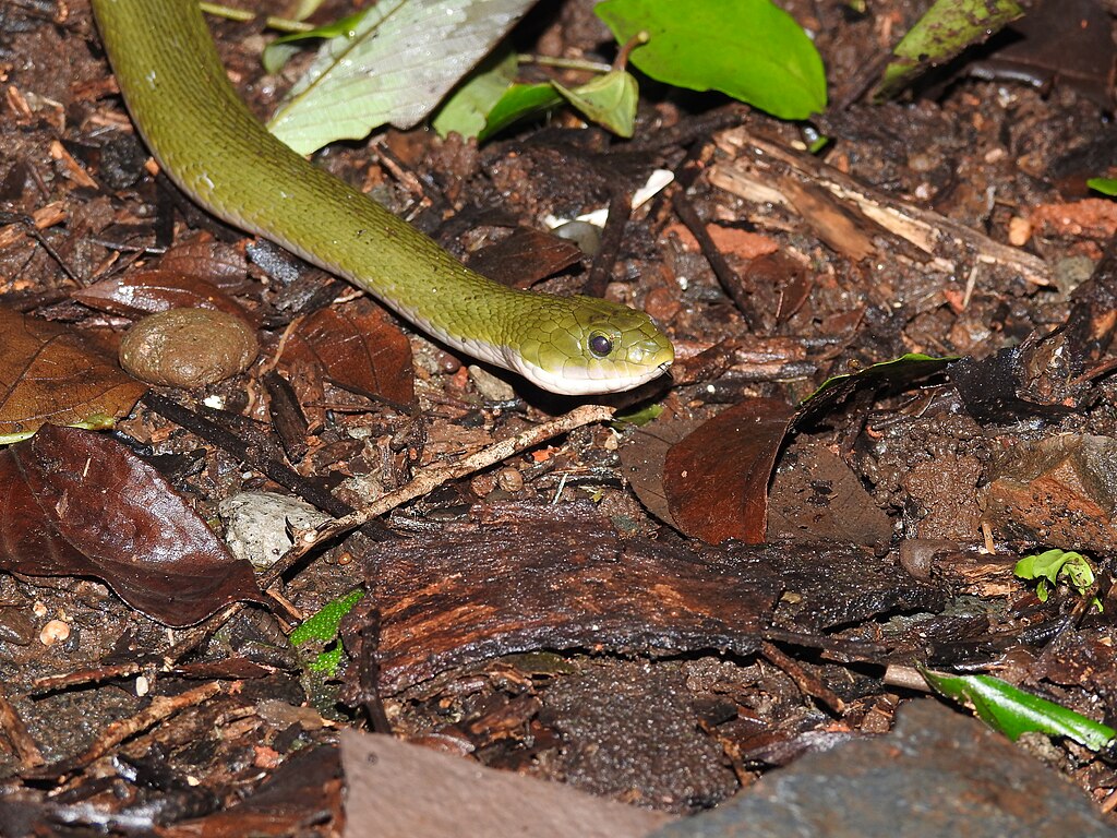Green_Keelback_Rhabdophis_plumbicolor_Snake_by_Dr._Raju_Kasambe_DSCN8405_(1)_15