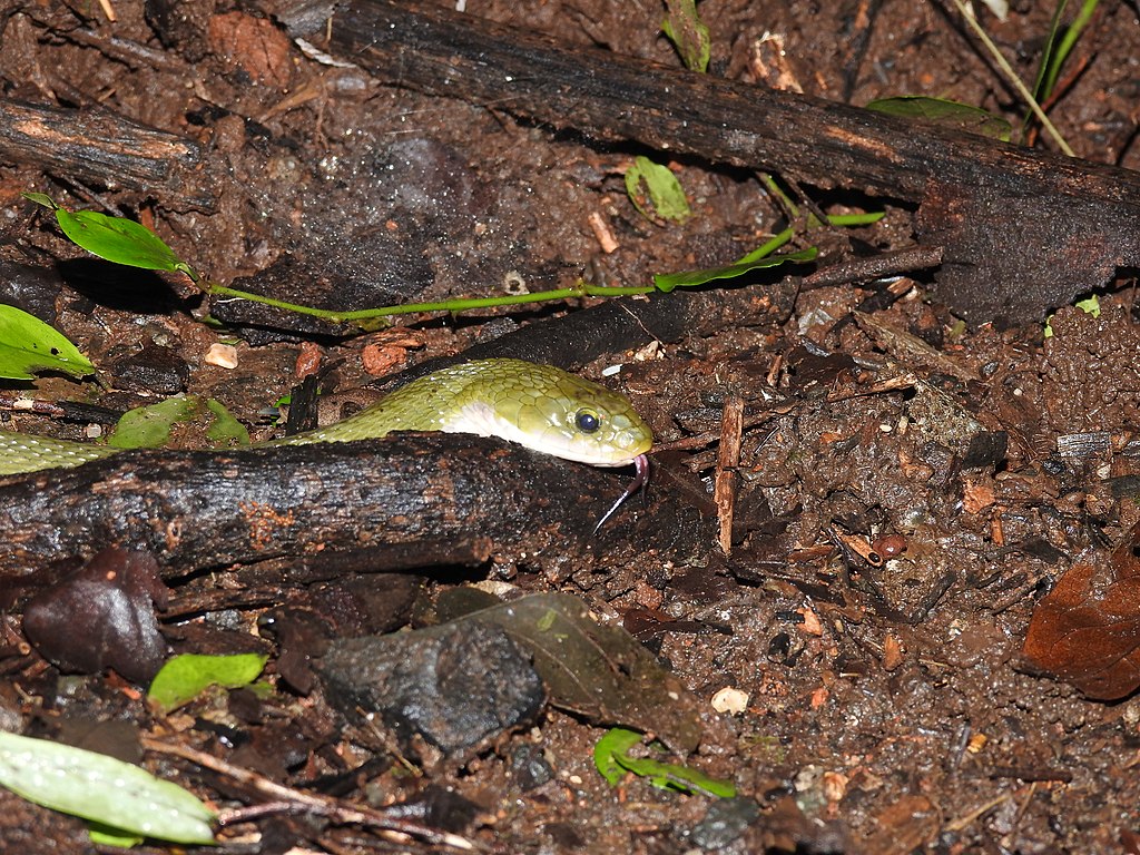 Green_Keelback_Rhabdophis_plumbicolor_Snake_by_Dr