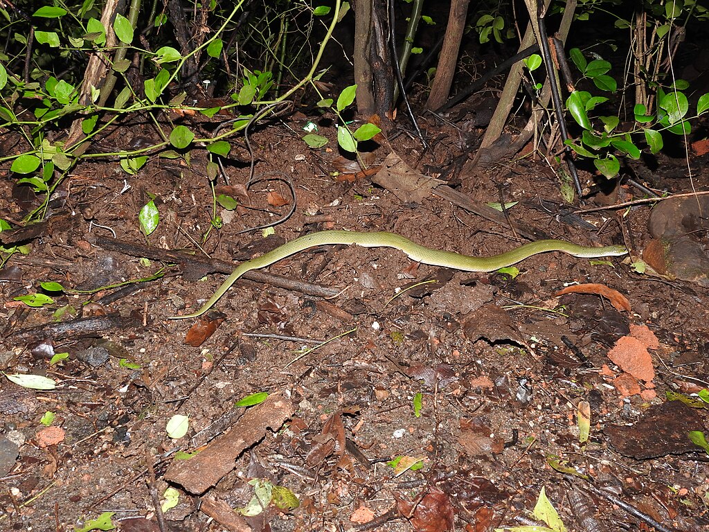Green_Keelback_Rhabdophis_plumbicolor_Snake_by_Dr._Raju_Kasambe_DSCN8405_(1)_17