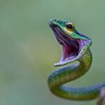 Green_Parrot_Snake_(2)_(16818027410)
