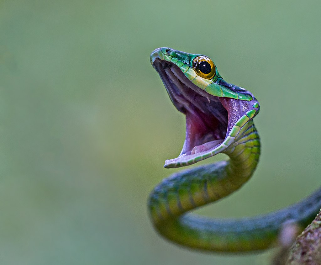 Green_Parrot_Snake_(2)_(16818027410)