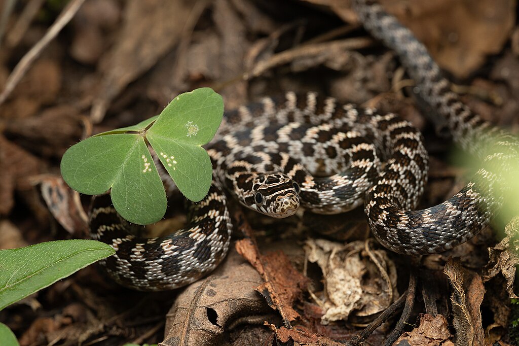 Green_Rat_Snake_imported_from_iNaturalist_photo_304062655_on_6_January_2024
