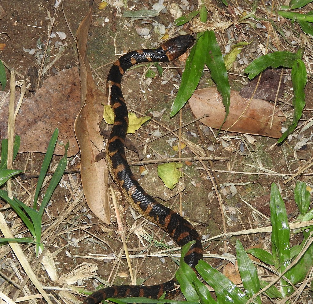 Homalopsis_buccata_62394028