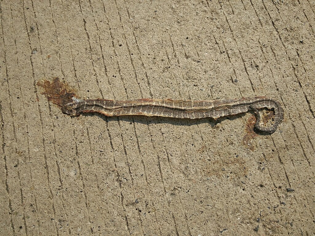 Homalopsis_mereljcoxi_86912579