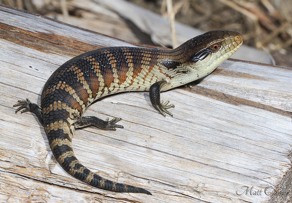 Juvenile_Eastern_Blue-tongued_Skink_(9004112417)