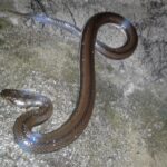 Kerala_Mud_Snake