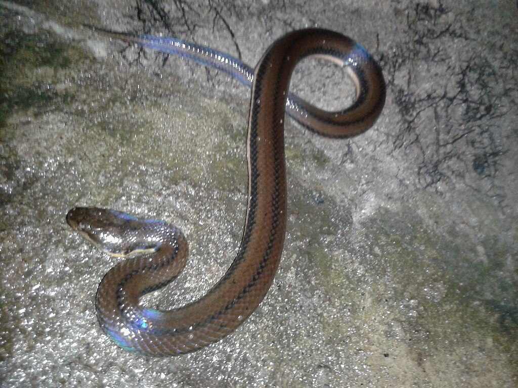 Kerala_Mud_Snake