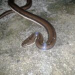 Kerala_Mud_Snake_02