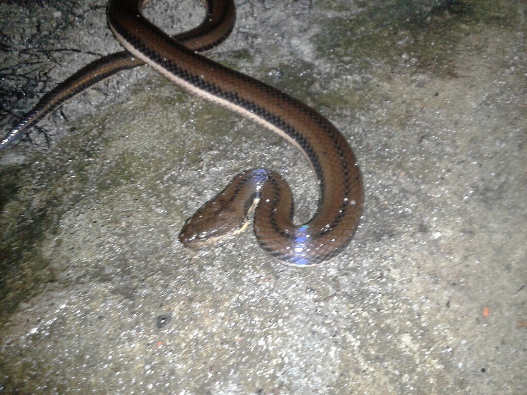 Kerala_Mud_Snake_02