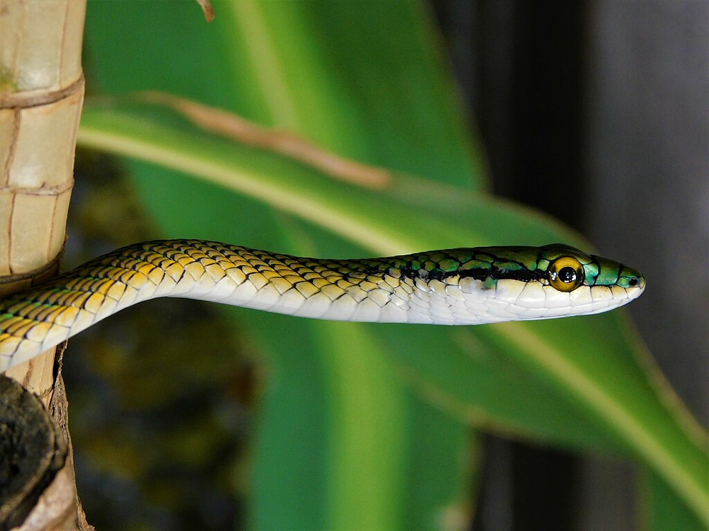 1024px-Leptophis_ahaetulla_marginatus_253391894