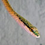 1024px-Leptophis_ahaetulla_marginatus_253391930