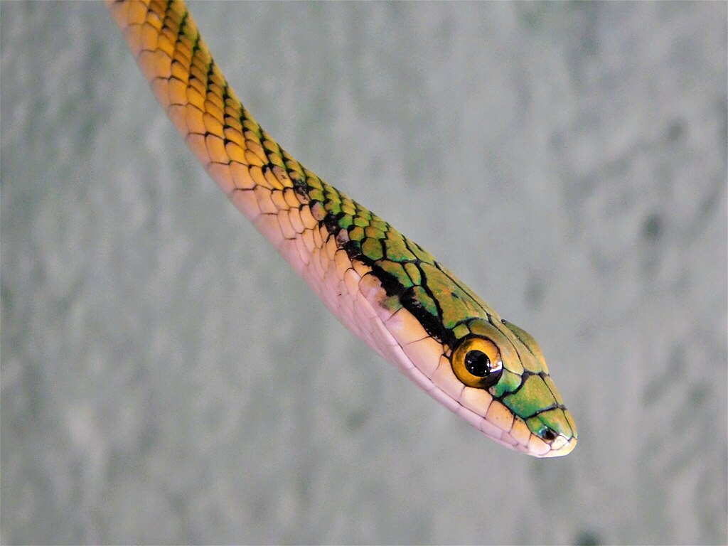 1024px-Leptophis_ahaetulla_marginatus_253391930