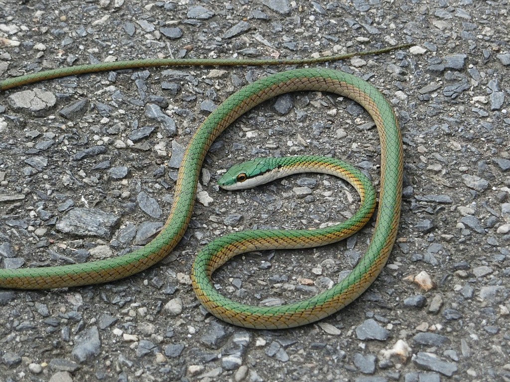 1024px-Leptophis_coeruleodorsus
