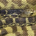 Louisiana_Pine_Snake_-_Audubon_Zoo_New_Orleans