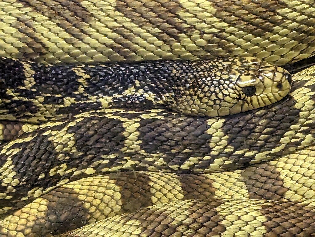 Louisiana_Pine_Snake_-_Audubon_Zoo_New_Orleans