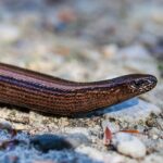 (Anguis_fragilis)