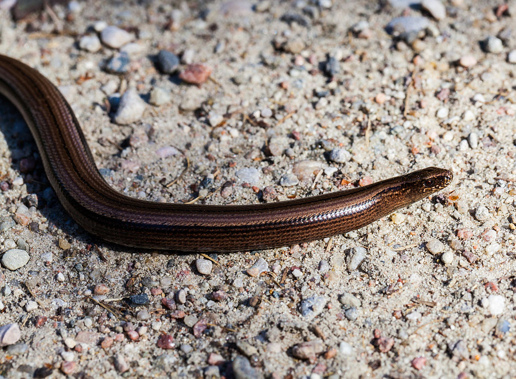Lución_(Anguis_fragilis),_Jurata,_Península_de_Hel,_Polonia,_2013-05-24,_DD_07
