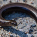 Lución_(Anguis_fragilis),_Jurata,_Península_de_Hel,_Polonia,_2013-05-24,_DD_08