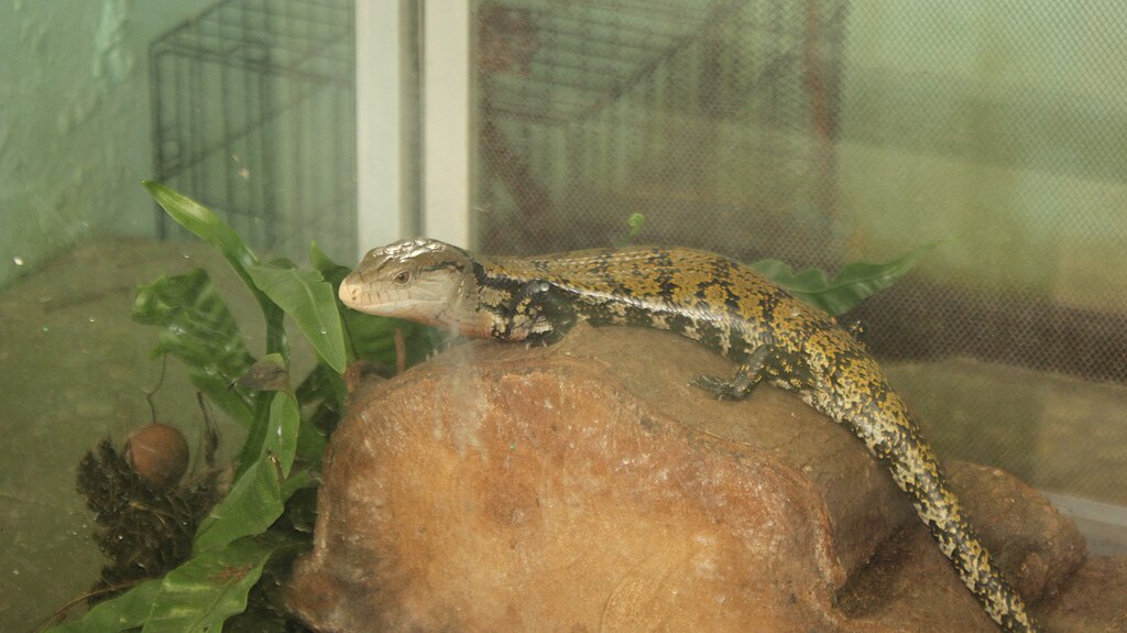 Merauke_blue_tongue_skink_at_Siantar_Zoo