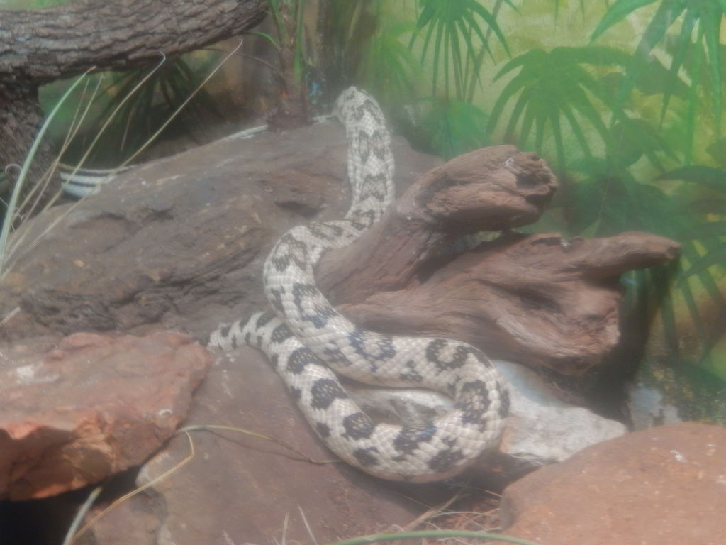 Mexican-lined_pine_snake,_San_Antonio_Zoo_DSCN0723