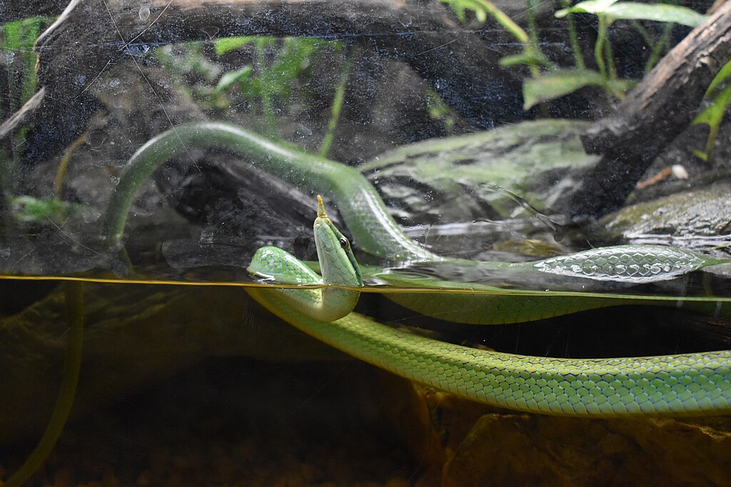 Micro_Zoo_de_Saint_Malo_-_Gonyosoma_boulengeri_01
