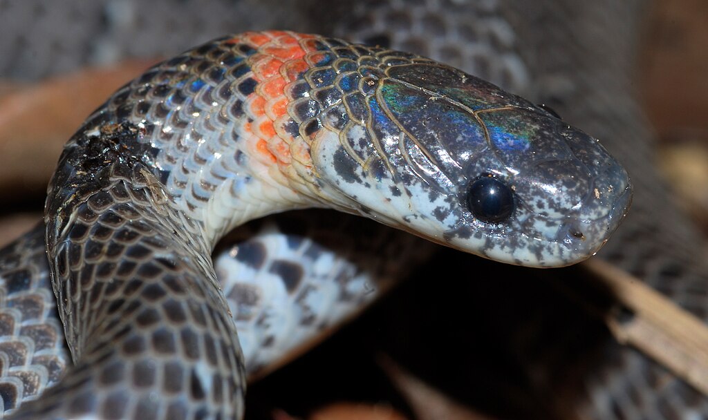 Mountain_Slug_Snake_(Pareas_margaritophorus)_(8757697518)
