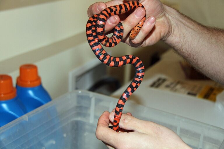 Knowledgeable Snake The 7 Most Intelligent Non-Venomous Snakes