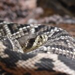 Northern_pine_snake_Toledo_Zoo_