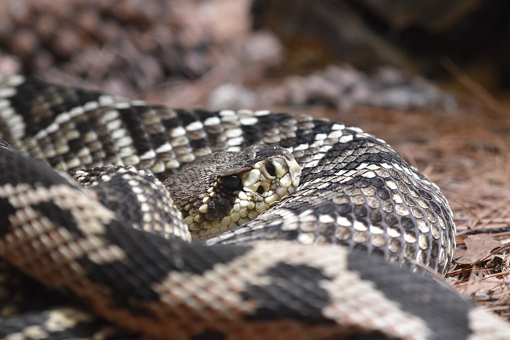 Northern_pine_snake_Toledo_Zoo_