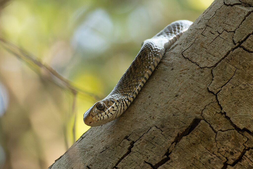 Oriental_rat_snake_by_Tisha_Mukherjee_05
