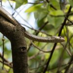 Oriental_rat_snake_by_Tisha_Mukherjee_07