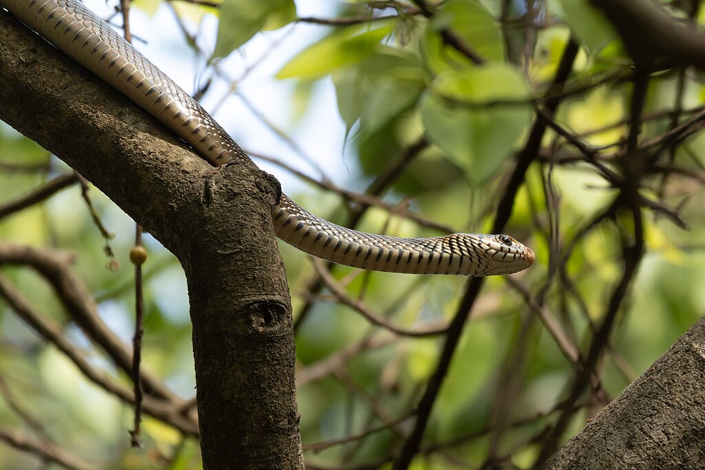 Oriental_rat_snake_by_Tisha_Mukherjee_07