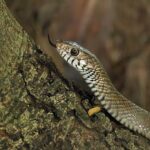 Oriental_rat_snake_by_Tisha_Mukherjee_10