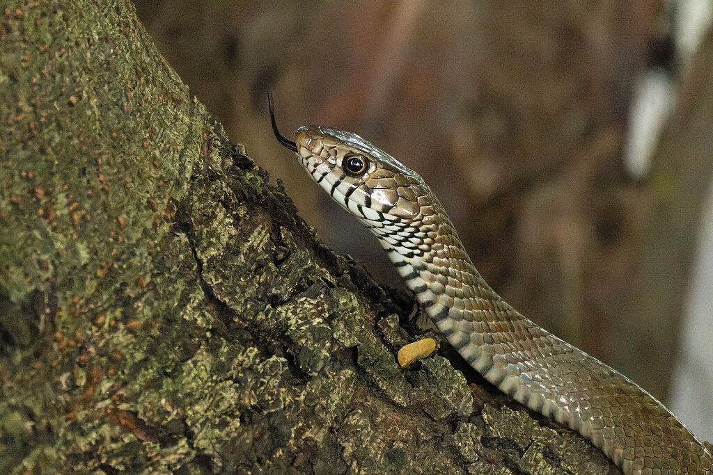 Oriental_rat_snake_by_Tisha_Mukherjee_10