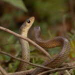 Oriental_rat_snake_by_Tisha_Mukherjee_19