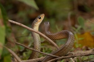 7 Secrets About Snake Mating Rituals