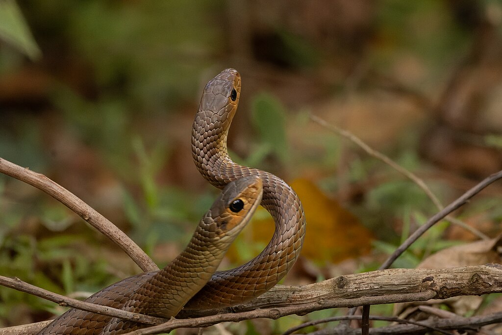 Oriental_rat_snake_by_Tisha_Mukherjee_20