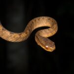 Pareas_carinatus,_Keeled_slug-eating_snake_-_Kaeng_Krachan_National_Park_(24402026536)